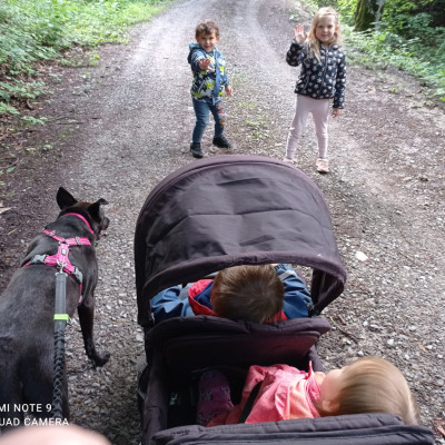 Gemütlicher Waldspaziergang Gemütlicher Waldspaziergang