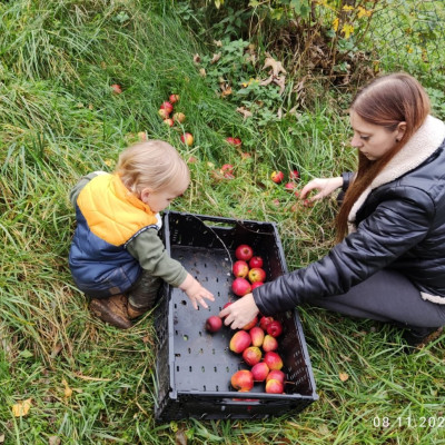 Apfelernte 22 mit Tageskindern Apfelernte 22 mit Tageskindern